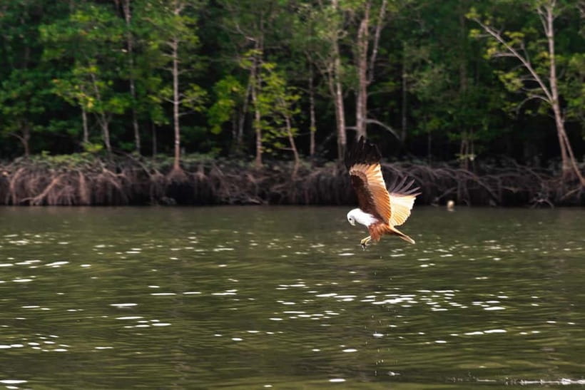 Langkawi Mangrove Group Boat Tour - Kilim Geoforest Park from the water, where the scenery feels real