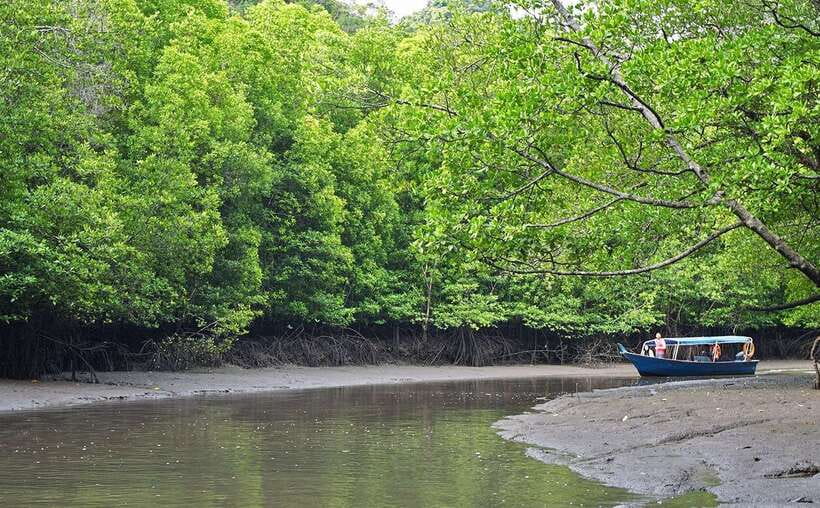 Langkawi: Mangrove Kilim UNESCO Geopark & Cave Tour - Entering the Kilim River: the mangroves are the real star