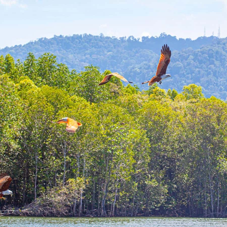 Langkawi Mangrove Tour : Estimated 2 hours Lunch Available - Kilim Signboard and Shoes Island: simple stops, good photos