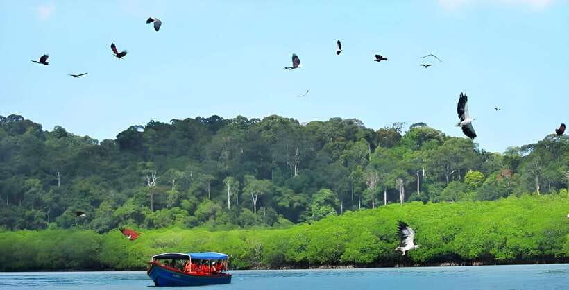 Langkawi: Mangrove Tour with Kilim Geoforest Park & Bat Cave - Monkey Moments and the Snack Reality