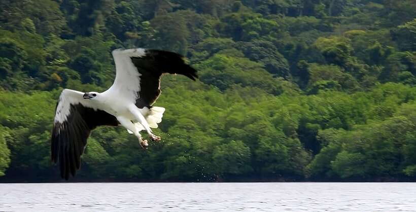 Langkawi: Mangrove Tour with Kilim Geoforest Park & Bat Cave - Gua Kelawar Bat Cave, Expect Bats, Not Comfort