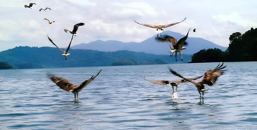 Langkawi: Mangrove Tour with Kilim Geoforest Park & Bat Cave - Crocodile Cave and Low Tide Timing