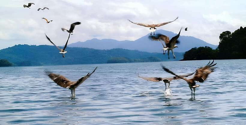 Langkawi: Mangrove Tour with Kilim Geoforest Park & Bat Cave - Eagle Feeding Session, Watch Closely but Keep It Real