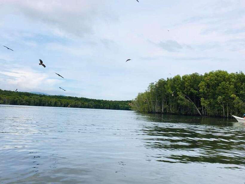 Langkawi: Tanjung Rhu Mangrove Speedboat Tour - The Simple Schedule: What Happens From the Morning Departure to Lunch