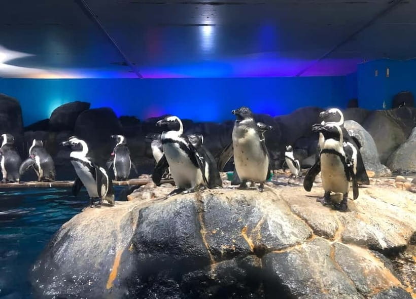 Langkawi: Underwater World Langkawi Entry Ticket - Key Highlights You’ll Want to Plan For