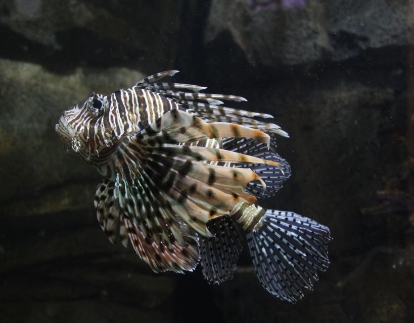 Langkawi: Underwater World Langkawi Entry Ticket - Rainforest Zone: The Surprise Break From Pure Ocean Scenes