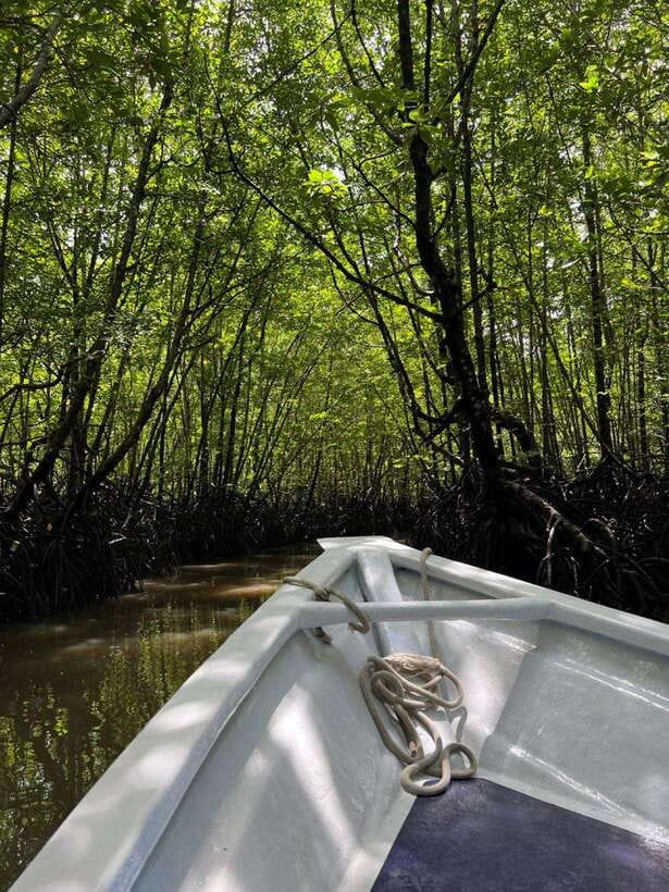 Langkawi: UNESCO Global Geopark Mangrove Cruise - Key highlights you will feel on the water