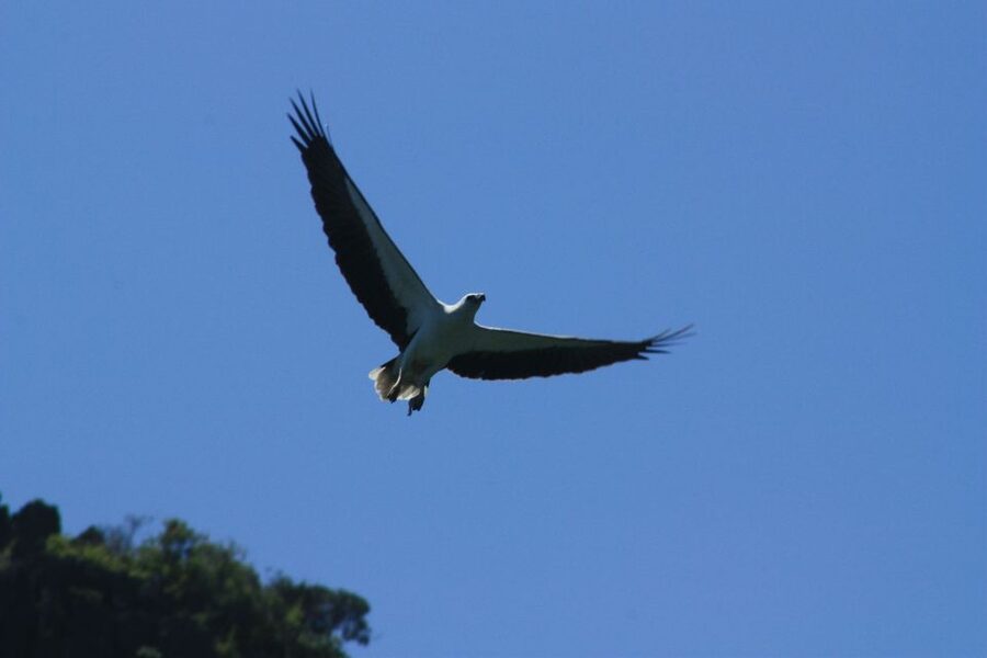 Langkawi: UNESCO Global Geopark Mangrove Cruise - Practical timing: 150 minutes that don’t drag