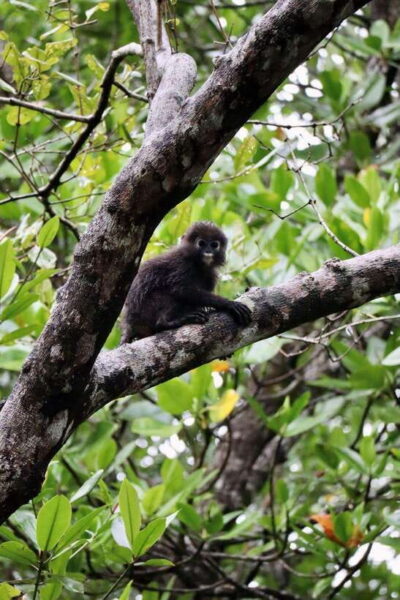 UNESCO Global Geopark Mangrove Cruise