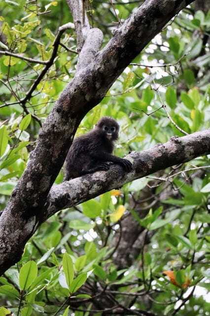 Langkawi: UNESCO Global Geopark Mangrove Cruise - The ethical approach to wildlife, and why it affects what you see
