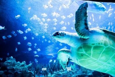 Malaysia: Aquaria KLCC Entry Ticket