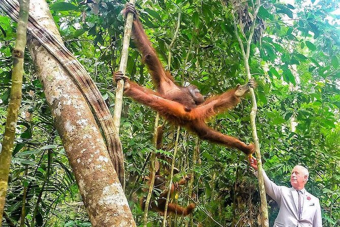 Marvellous Creature Orangutan : Sarawak Semenggoh Wildlife Centre Tour - Getting to Semenggoh from Kuching without the stress