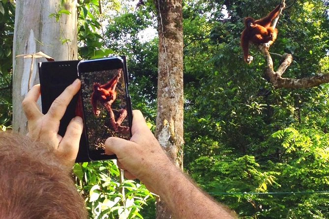 Marvellous Creature Orangutan : Sarawak Semenggoh Wildlife Centre Tour - Interpretation Area and Botanical Research Center: learn fast, then look sharper