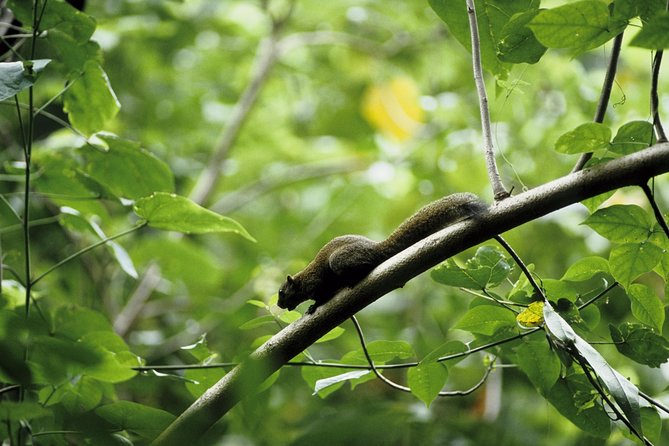 Morning Rainforest Walking from Langkawi - Where And When You Meet JungleWalla