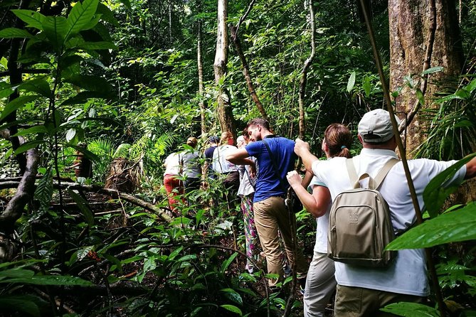 Morning Rainforest Walking from Langkawi - Price, Duration, And What You Actually Get For Your Money