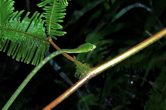 Night Froggy Adventure at Kubah National Park - Key highlights worth planning for