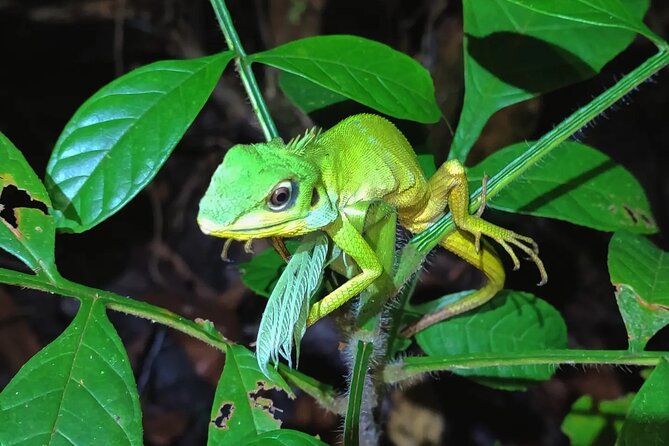 Night Froggy Adventure at Kubah National Park - Kubah National Park after dark: why a frog pond matters