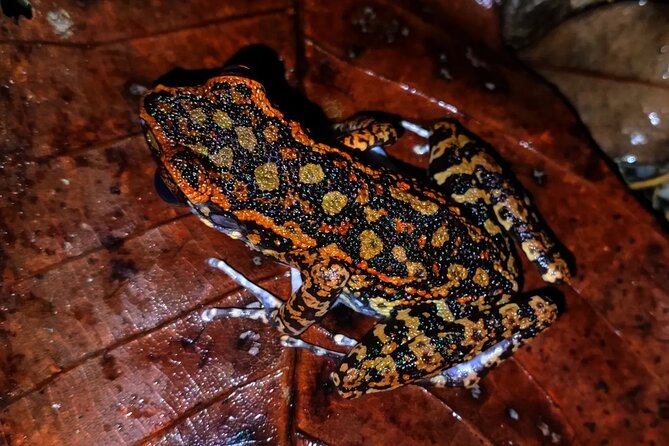 Night Froggy Adventure at Kubah National Park - The 3 km route and the uphill factor: what the walk feels like