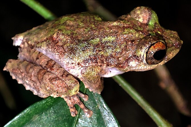 Night Froggy Adventure at Kubah National Park - From Kuching pickup to the park entrance: a smooth start