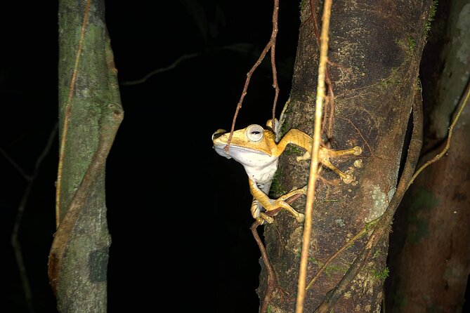 Night Frogs Tour at Kubah National Park - Key Highlights You’ll Care About on the Night Frogs Tour
