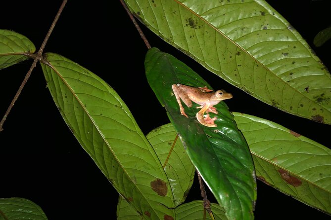 Night Frogs Tour at Kubah National Park - What the Night Walk Looks Like Inside the Park