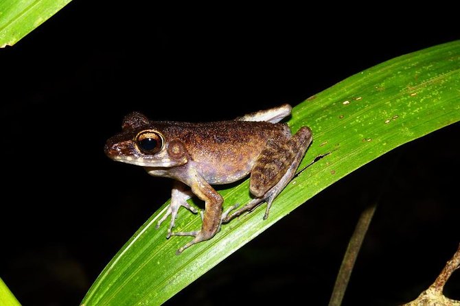 Night Frogs Tour at Kubah National Park - The Frog Hunt: How You Actually Find 60+ Species