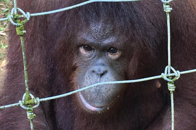 Orang Utan Island Day Tour - What to wear, what to bring, and how to make the day easier