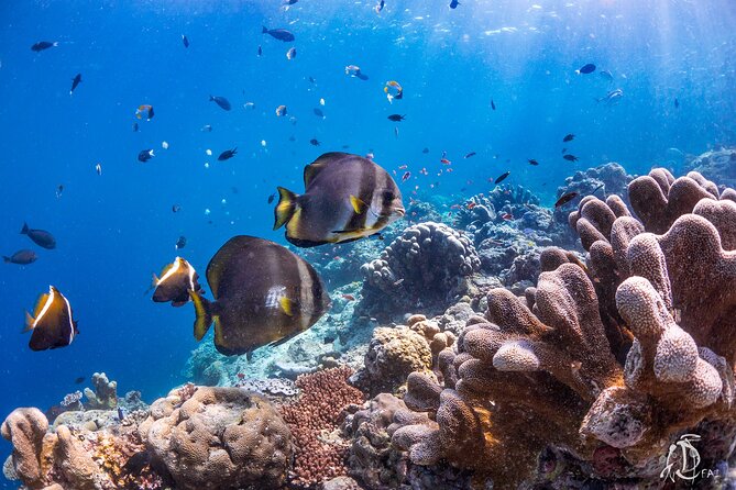 PADI Advanced Open Water Course Kota Kinabalu - Why Kota Kinabalu is a smart place for PADI Advanced training