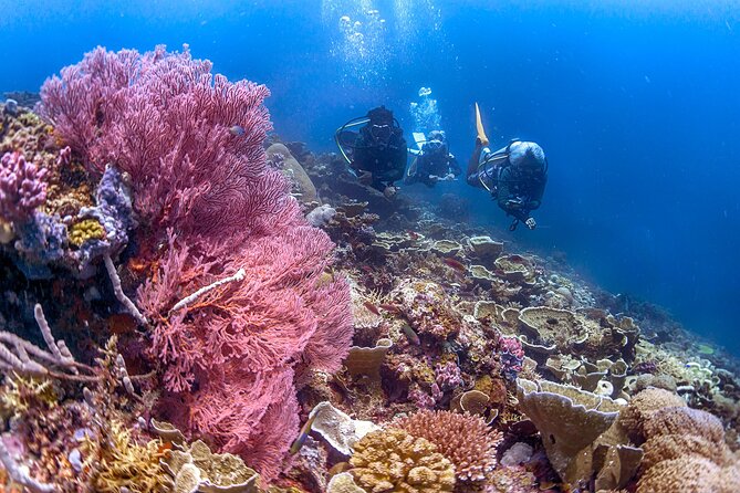 PADI Advanced Open Water Course Kota Kinabalu - Optional night session: when it happens and when it won’t