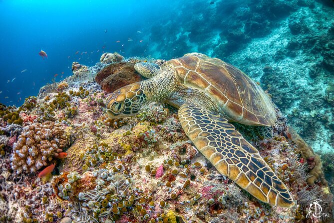 PADI Advanced Open Water Course Kota Kinabalu - Equipment, boat quality, and what’s actually included