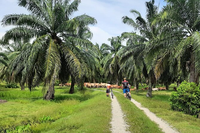 Penang Countryside Cycling Tour. PPA2 by Matahari - The Bikes and Helmets Make This More Than Just a Ride