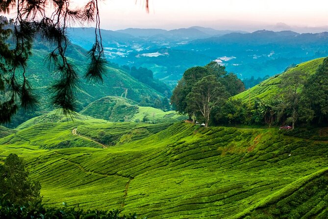 Private Full-Day Cameron Highlands Nature Tour from Kuala Lumpur - Tanah Rata and the Teatime Stop That Lets You Slow Down