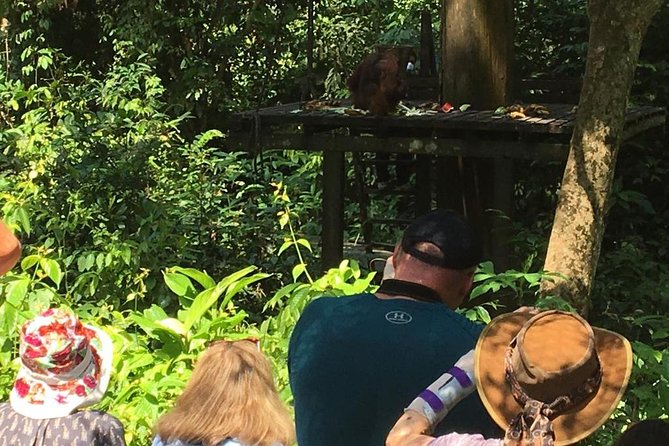 Private Full Day Sepilok Orang Utan, Bornean Sun Bear and Rainforest Discovery Center Tour - Morning Pickup and Timing: 8am starts, 7 to 8 hours in the rainforest