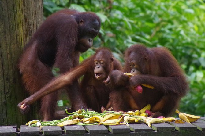 Private Full Day Sepilok Orang Utan, Bornean Sun Bear and Rainforest Discovery Center Tour - Lunch and the “no-hassle” logistics that actually save your day