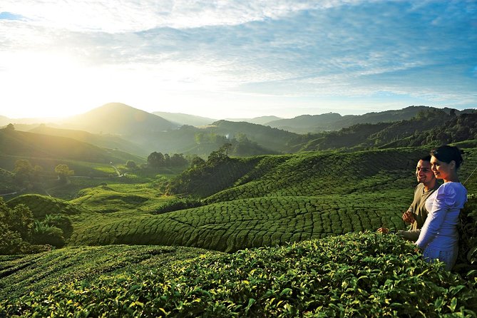 Private Nature Trip to Cameron Highlands from Kuala Lumpur - A 12-hour Cameron Highlands circuit that fits one day from KL
