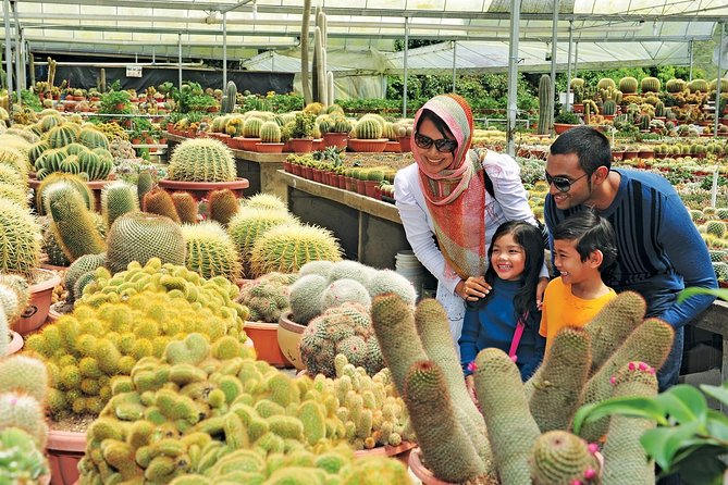 Private Nature Trip to Cameron Highlands from Kuala Lumpur - Stop 1: Cameron Highlands, tea country vibes, and farm-driven scenery