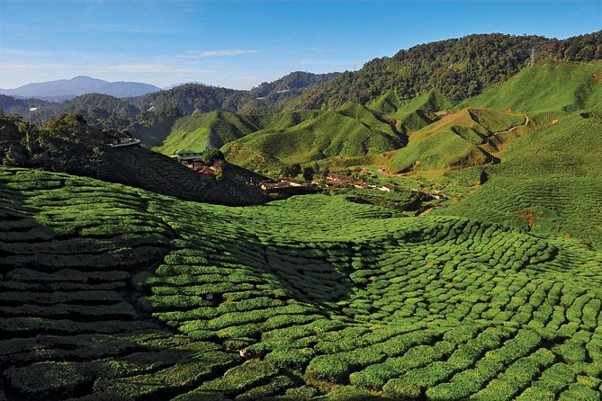 Private Nature Trip to Cameron Highlands from Kuala Lumpur - Price and logistics: what $165 covers and how to judge value