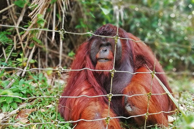Private Tour: Ipoh Secrets Taiping Heritage & Orang Utan Island - Quick Hits You Can Plan Around