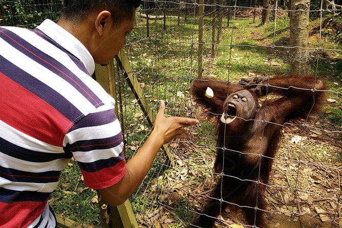 Private Tour: Ipoh Secrets Taiping Heritage & Orang Utan Island - Pickup, Air-Conditioned Comfort, and the Real Pacing (9 to 10 Hours)