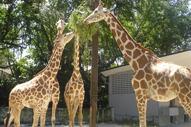 Private Tour to The Best of Animal Attractions in Kuala Lumpur - Lunch at a Malaysian set restaurant: included and filling