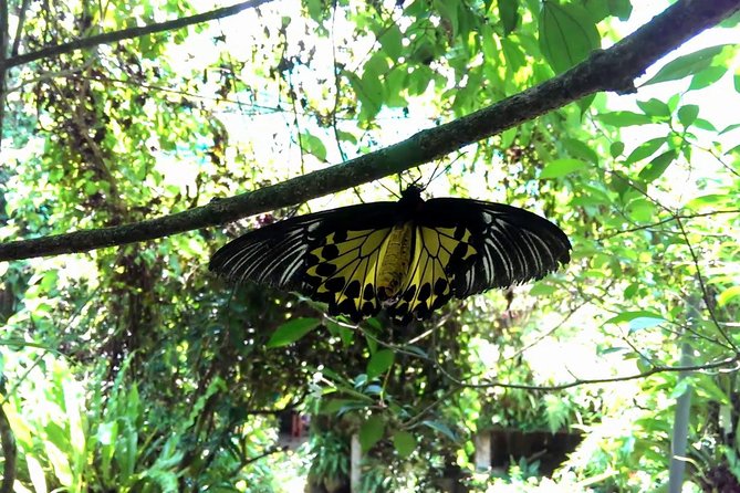 Private Tour to The Best of Animal Attractions in Kuala Lumpur - Price and value: what you are really paying for at $215.25