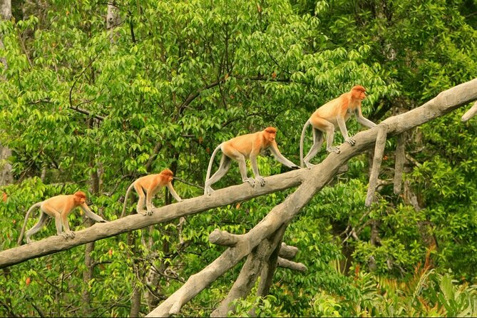 Proboscis Monkey and Fireflies River Cruise - Key things that make this cruise worth your time