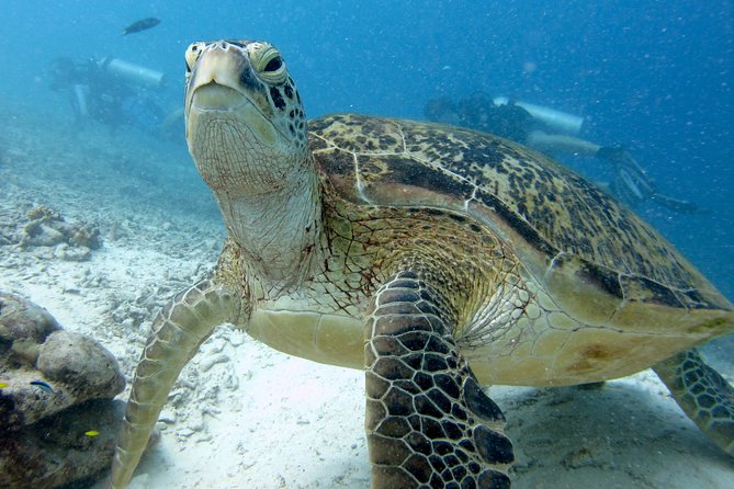 RAID Try-Dive Experience in Kota Kinabalu - Quick Take: What Makes This Kota Kinabalu Try-Scuba Worth Your Time