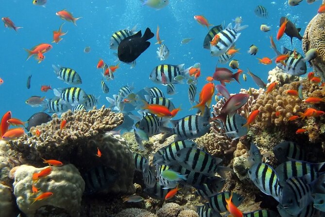 RAID Try-Dive Experience in Kota Kinabalu - Before Any Time Underwater: The Gear and Skill Lesson
