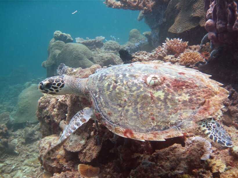 RAID Try-Dive in Kota Kinabalu, Sabah - The pre-scuba requirements you should take seriously