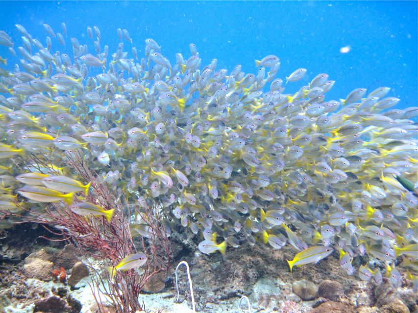 RAID Try-Dive in Kota Kinabalu, Sabah - What happens in the introduction and confined-water skills