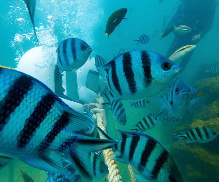 Sabah: Dreamer Island Snorkeling Day Tour Ticket - Key things to know before you go