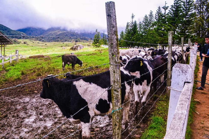 Sabah: Kinabalu Park, Poring Hot Springs & Desa Farm Tour - Key things I’d plan around
