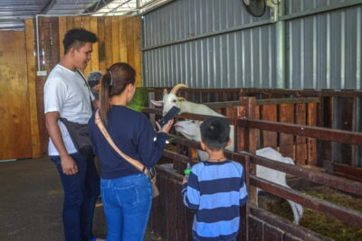 Kinabalu Park, Poring Hot Springs & Desa Farm Tour