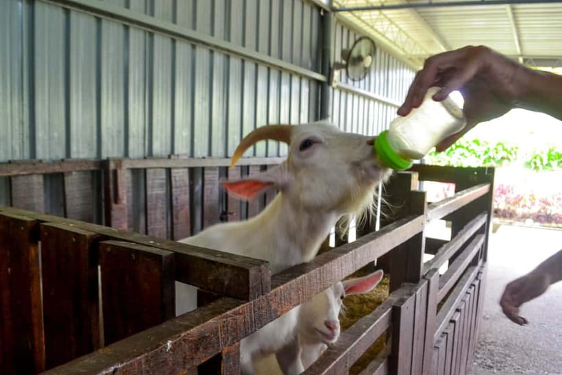 Sabah: Kinabalu Park, Poring Hot Springs & Desa Farm Tour - Who this Sabah tour fits best, and who should skip it